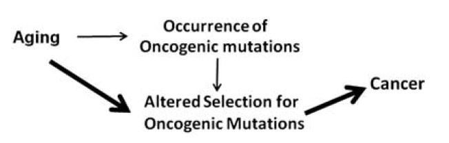 Figure 2: Cancer risk and mutations: Altered adaptation selection vs. rate of occurrence. ImmunotherapyBT Figure2.jpg