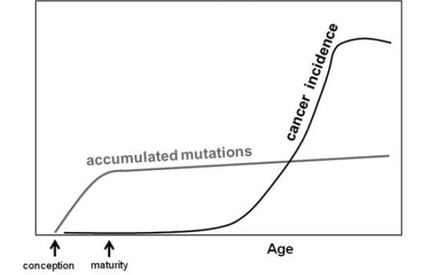 Figure 1: The relationship of the rate of mutations and risk of cancer with age. immunotherapybt_figure.png