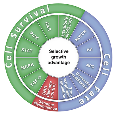 Figure 2: Cancer cell signaling pathways and consequent processes. cancer-pathways-sq.png