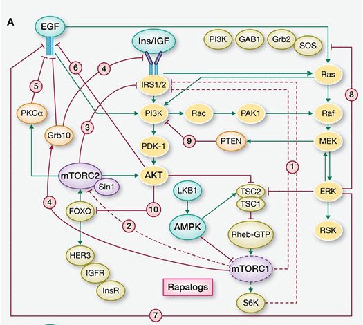 Figure 3. mTOR inhibition of the PAM pathway (stimulatory connections in green, negative feedback loops in red, pathways activated by suppression of negative feedback loops highlighted in yellow) (from Rozengurt et al, 2014). Cancer-Pathways-Figure-3.gif