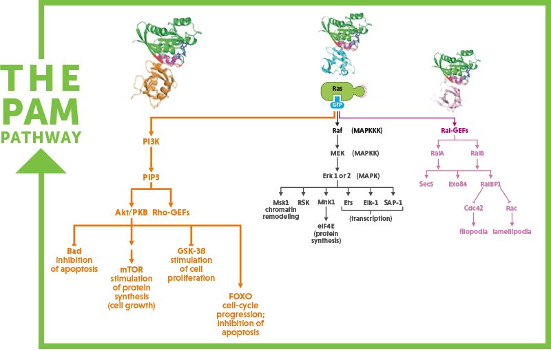 PAM-pathway-a.gif