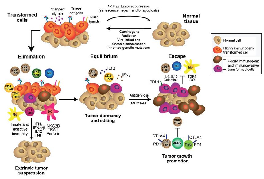 Figure 3: The cancer immunoediting concept immunotherapybt-figure3-2.png