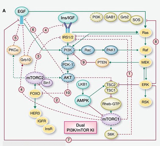 Figure 4. Dual PI3k/mTOR inhibition of the PAM pathway (stimulatory connections in green, negative feedback loops in red, pathways activated by suppression of negative feedback loops highlighted in yellow (from Rozengurt E et al, 2014). cancer-pathways-figure-4.gif