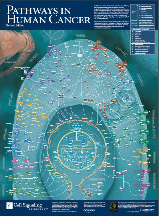 Figure 1: Rewired cancer-signaling network comprising gene/protein nodes and interconnected linkages. TargetedTherapeutics Figure1.jpg